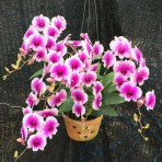 Dendrobium Yaya Compactum B S Dendrobium Yaya Compactum B S